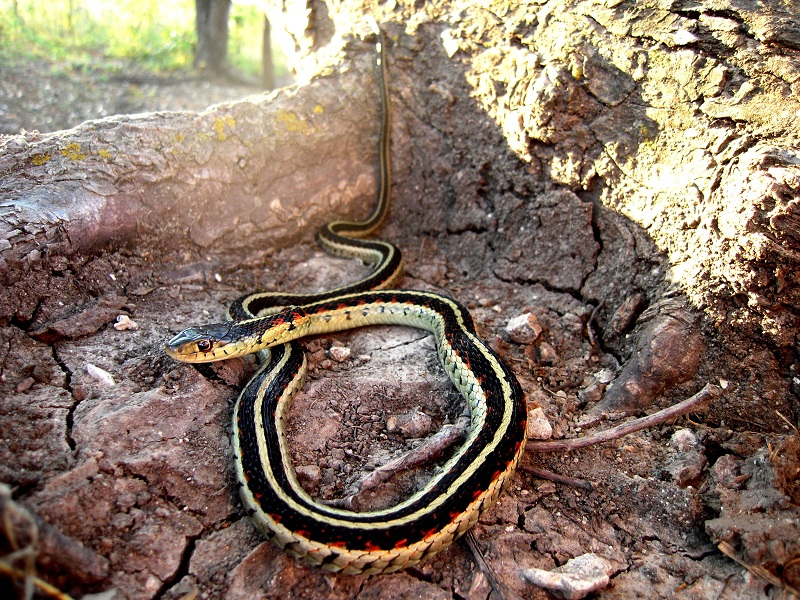 Garter snake photo by Eva Horne