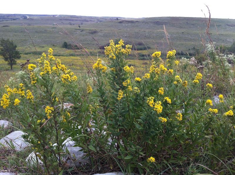 Solidago petiolaris