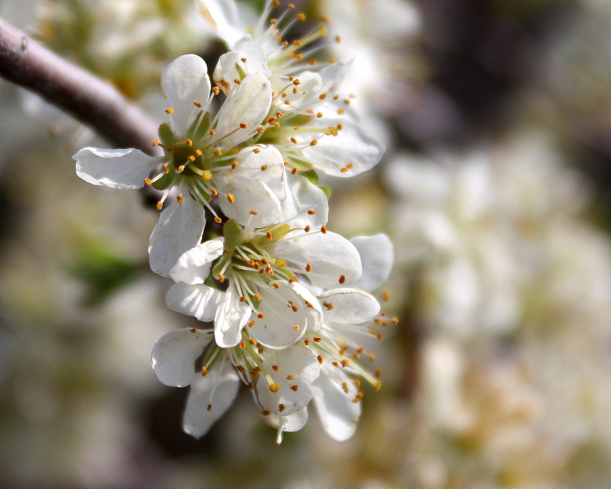Wild Plum Bloom