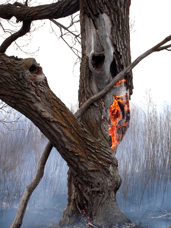 Burning at 4F Watershed - by Eva Horne Burning at 4F Watershed